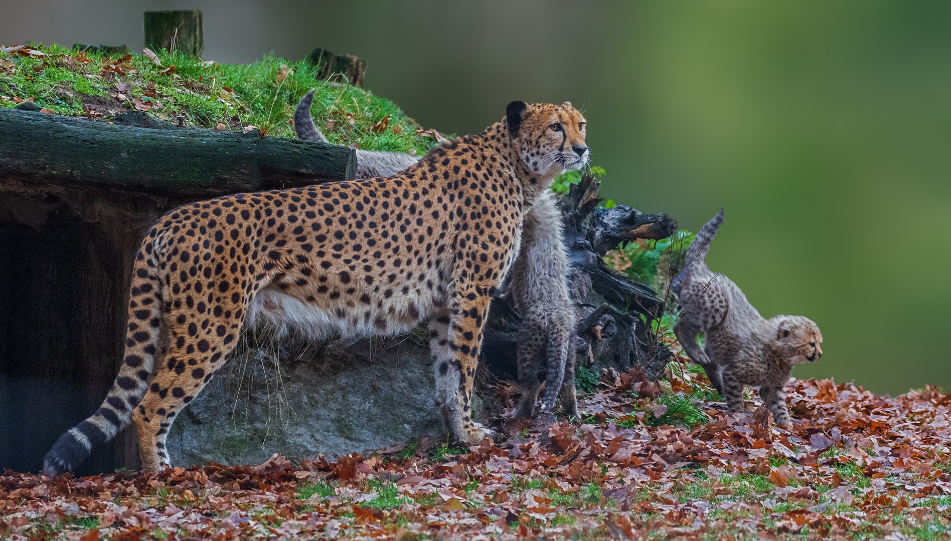 Gepard Mutter mit drei Töchtern