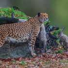 Gepard Mutter mit drei Töchtern