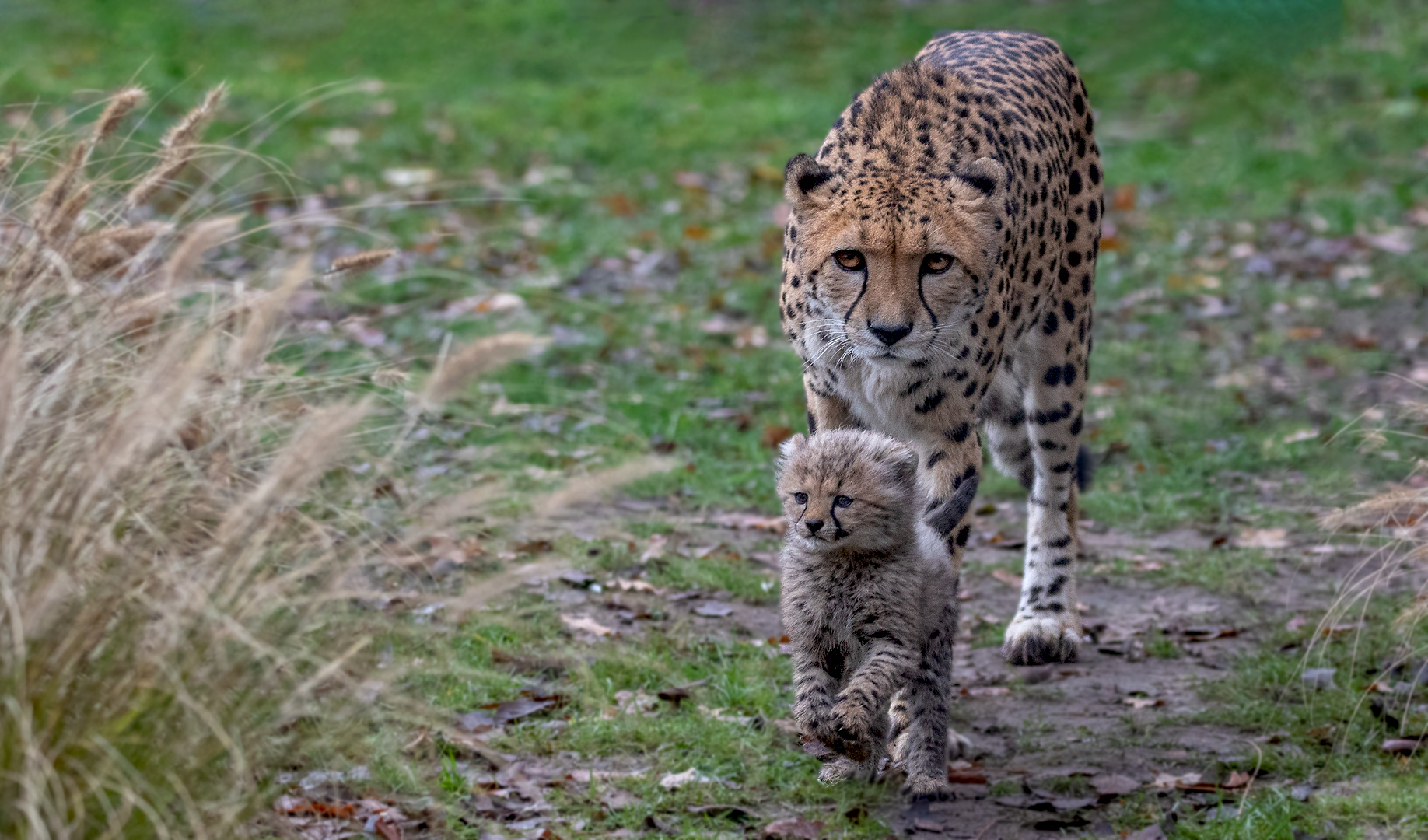 Gepard Mutter und Tochter 007