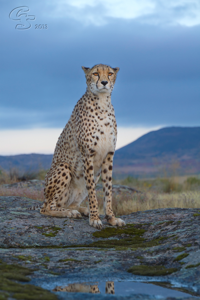 Gepard nach dem Regen