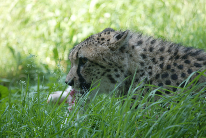 Gepard nach der Jagd