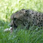 Gepard nach der Jagd