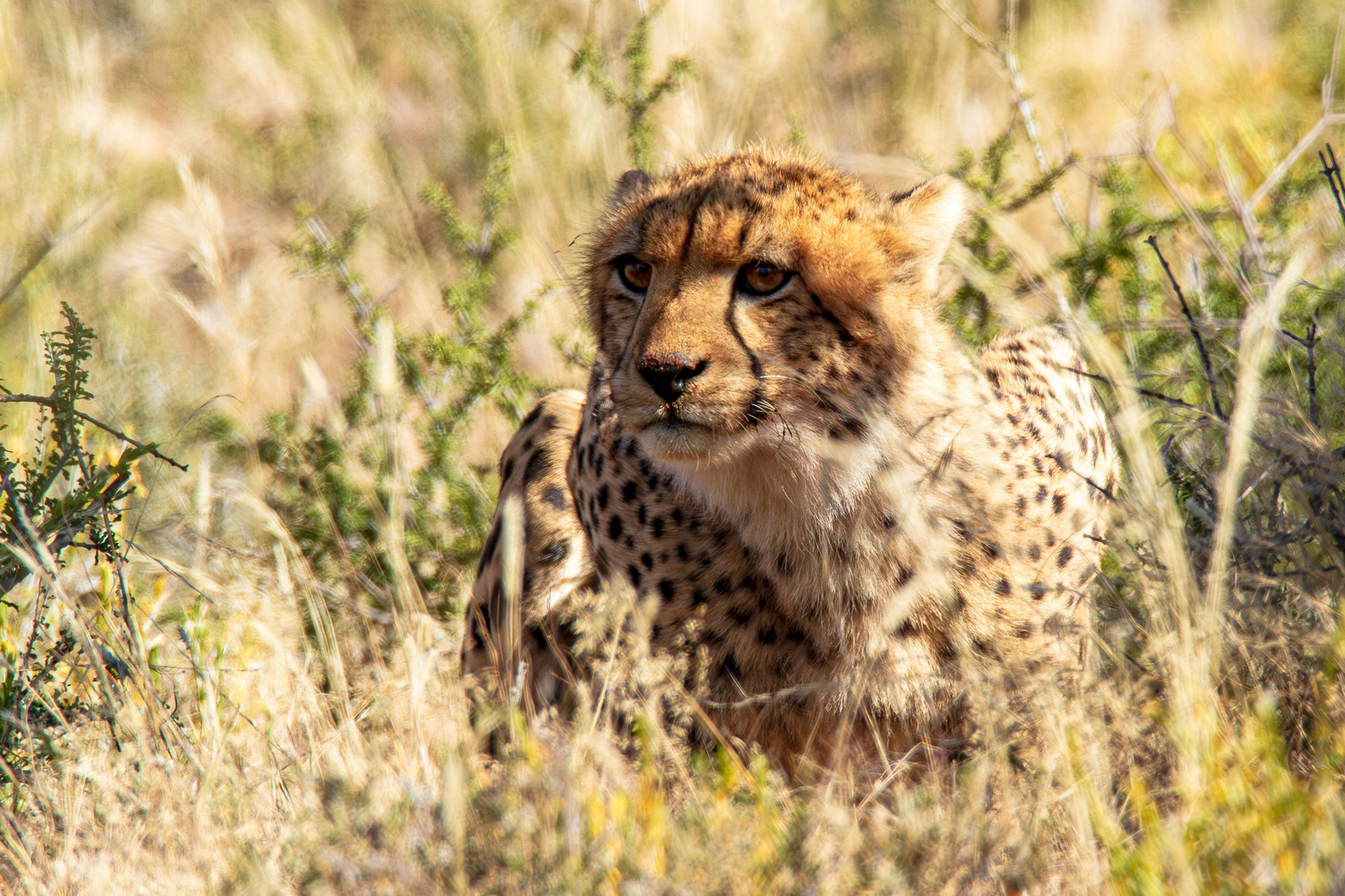 Gepard nach der Mahlzeit