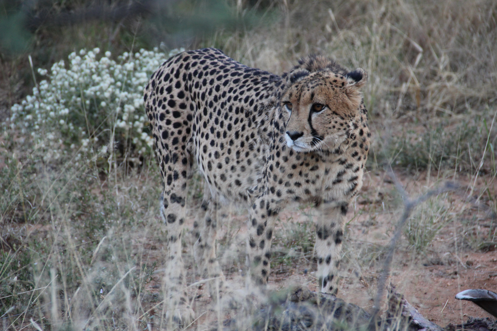 Gepard nach erfolgreicher Jagd