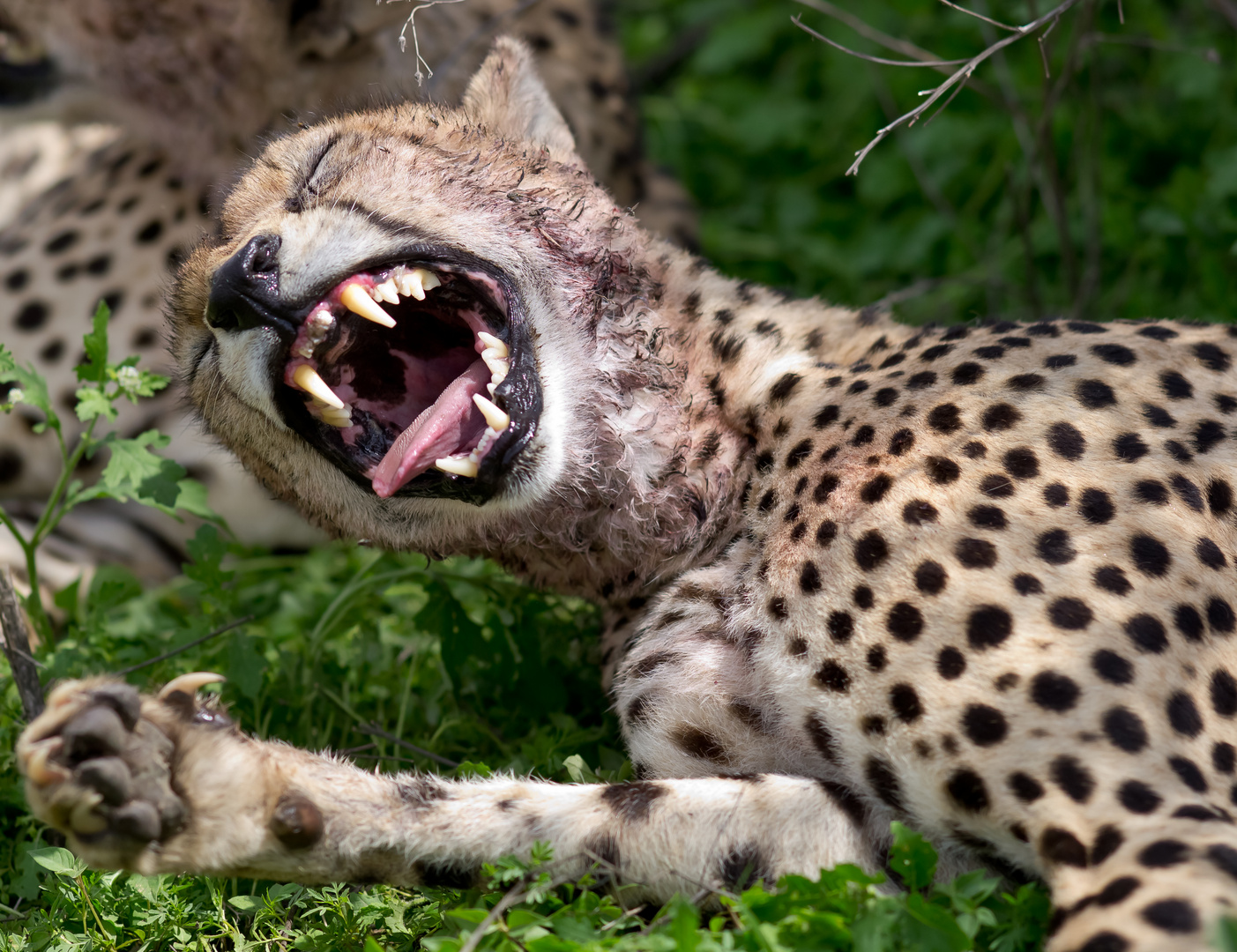 Gepard ..... nach erledigter Tagesarbeit