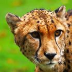 Gepard-Nahaufnahme