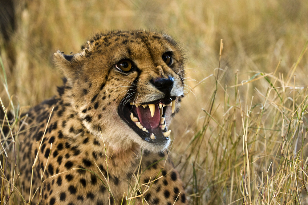 Gepard, Namibia