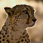 Gepard / Namibia / 2006