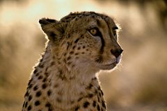 Gepard / Namibia / 2006