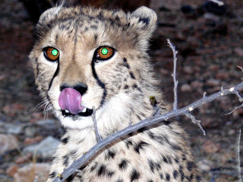 Gepard Namibia 2007