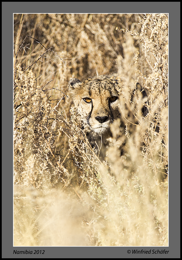 Gepard - Namibia 2012-1