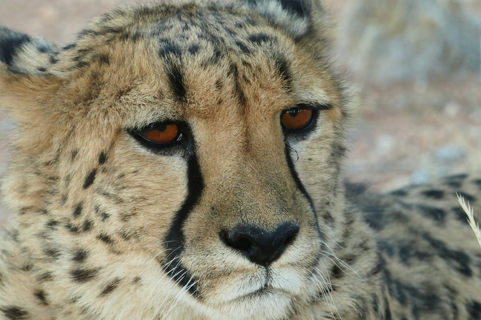 Gepard Namibia