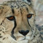Gepard Namibia