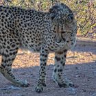 Gepard , Namibia