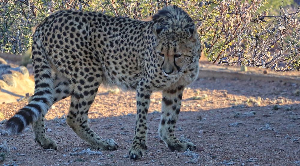 Gepard , Namibia