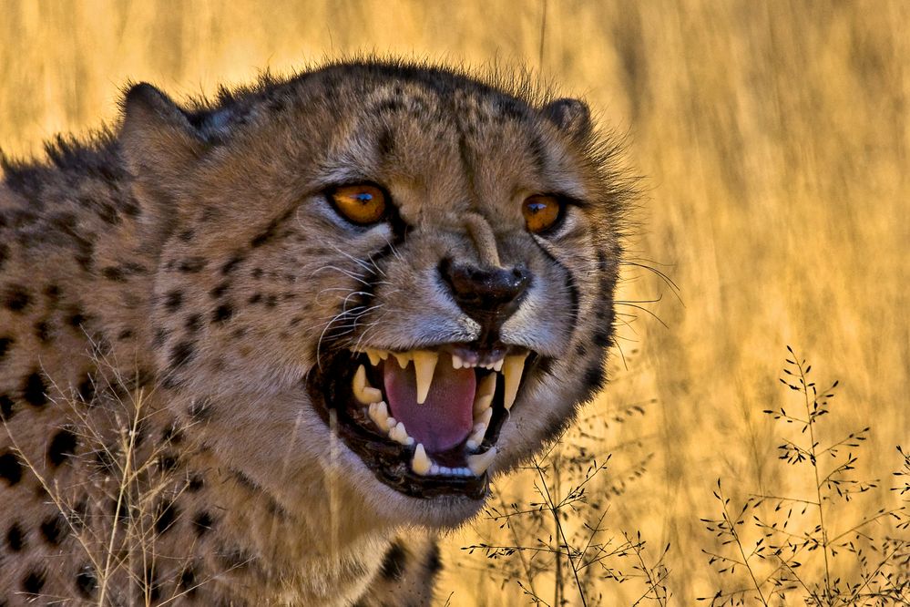 Gepard / Namibia