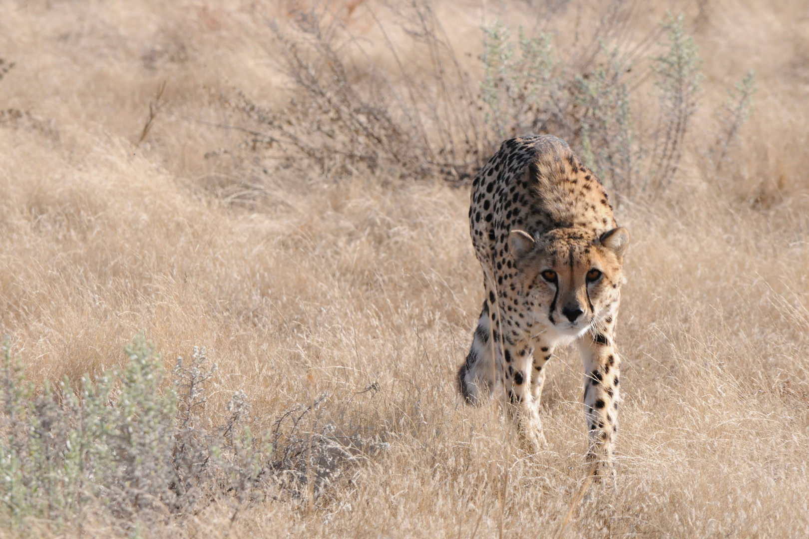 Gepard - Namibia