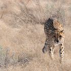 Gepard - Namibia