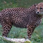 Gepard (Neuwieder Zoo)