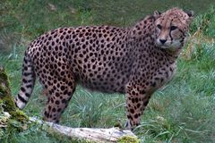 Gepard (Neuwieder Zoo)