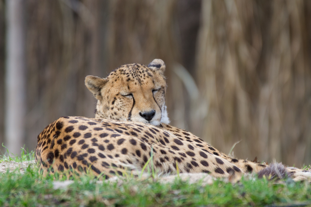 Gepard (NEX-5)