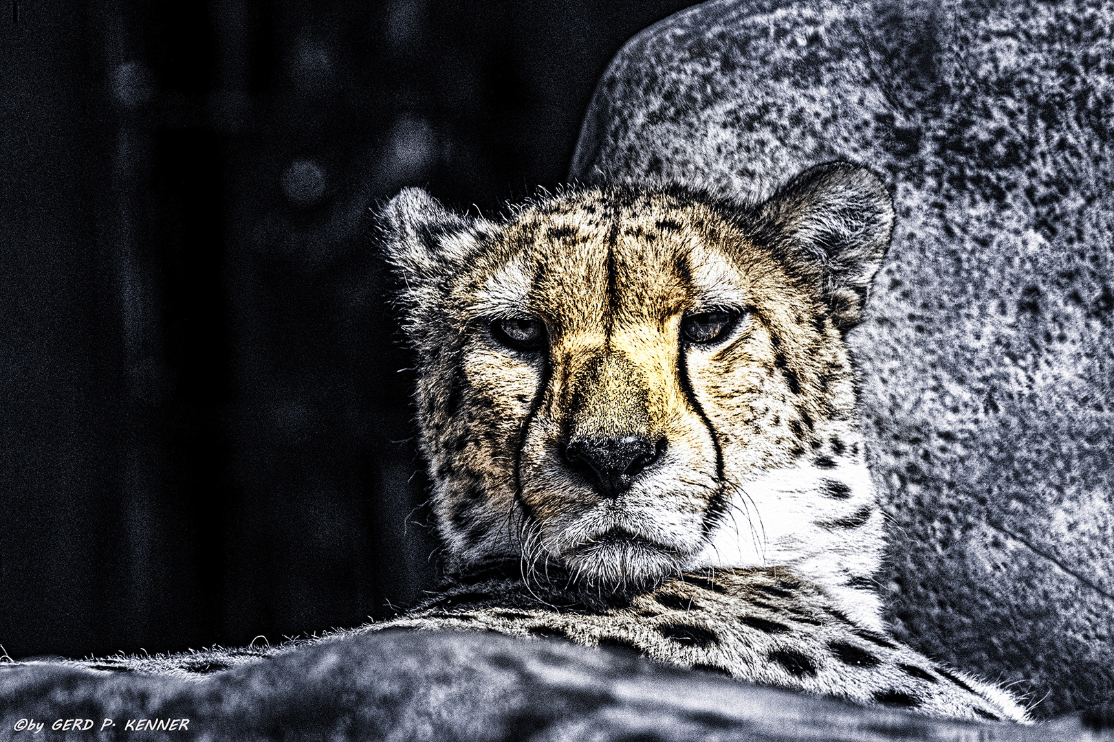 Gepard oder Cheetah