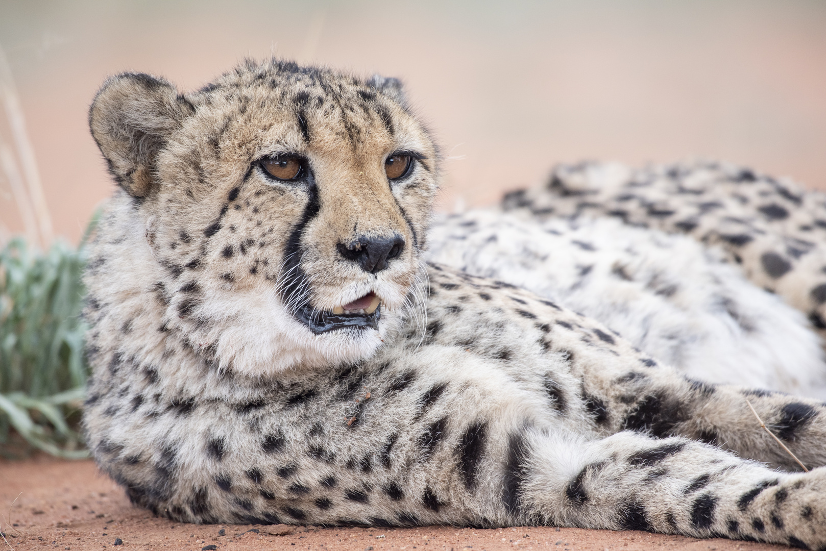 Gepard oder Cheetah