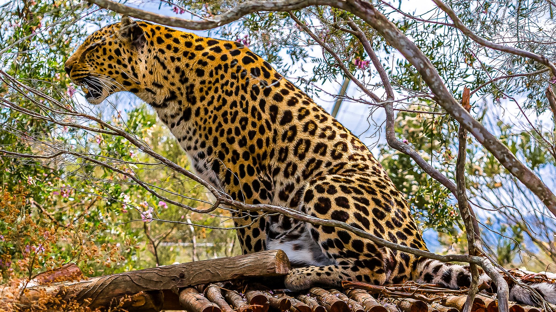 GEPARD ODER LEOPARD ?