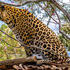 GEPARD ODER LEOPARD ?