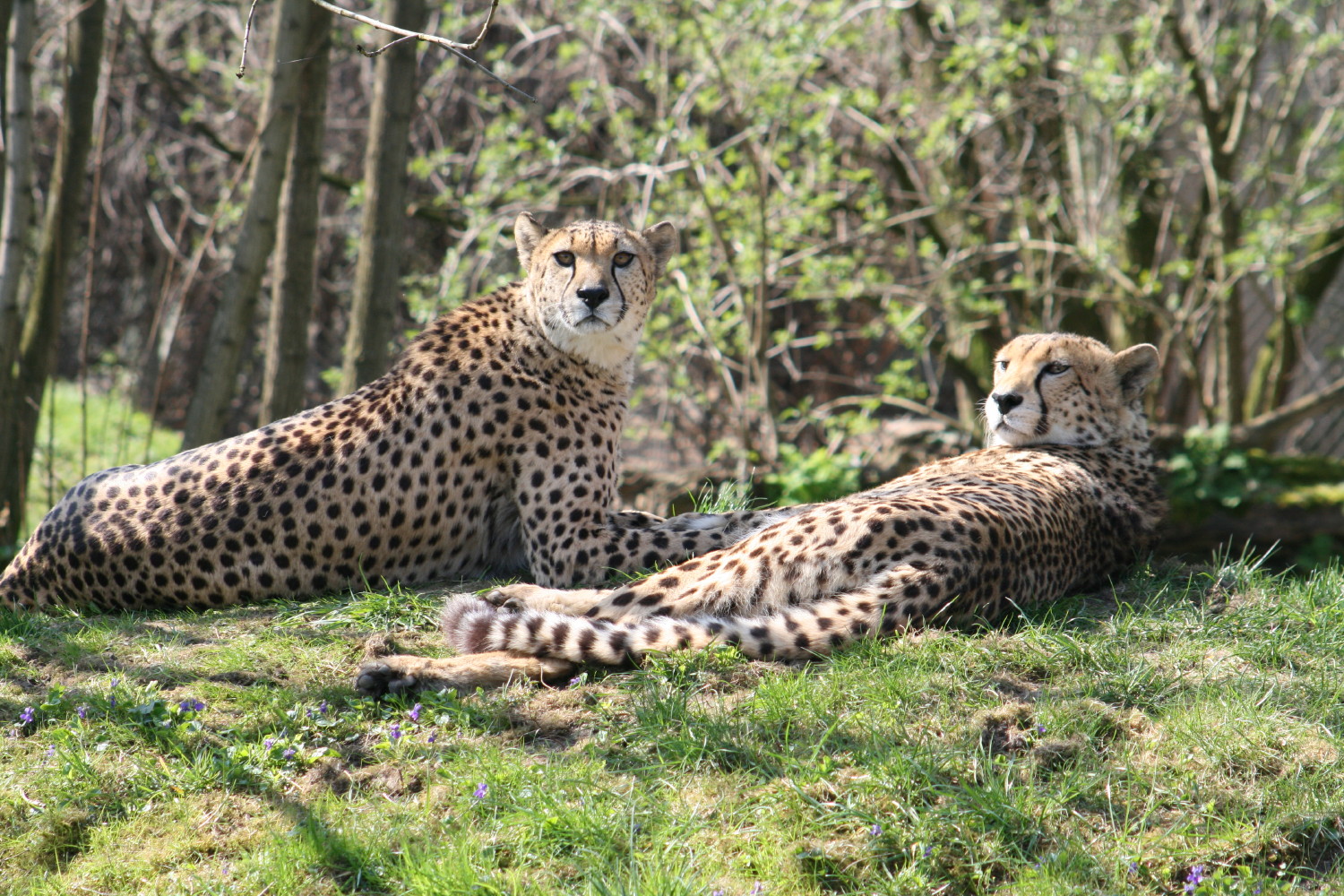 Gepard-Pärchen im Kölner Zoo bei der Mittagsruhe