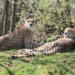 Gepard-Pärchen im Kölner Zoo bei der Mittagsruhe