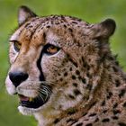 Gepard Porträt