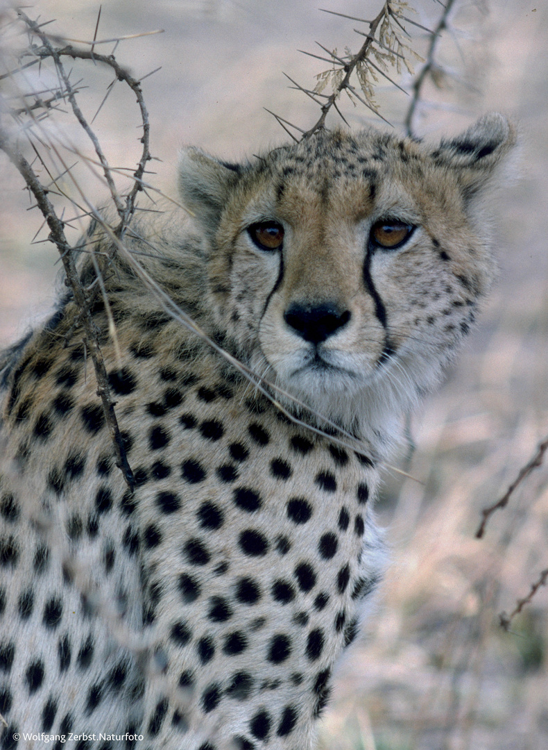 -- Gepard Porträt --   Serengeti                                  ( Dia-Scan )