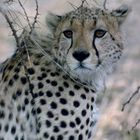 -- Gepard Porträt --   Serengeti                                  ( Dia-Scan )