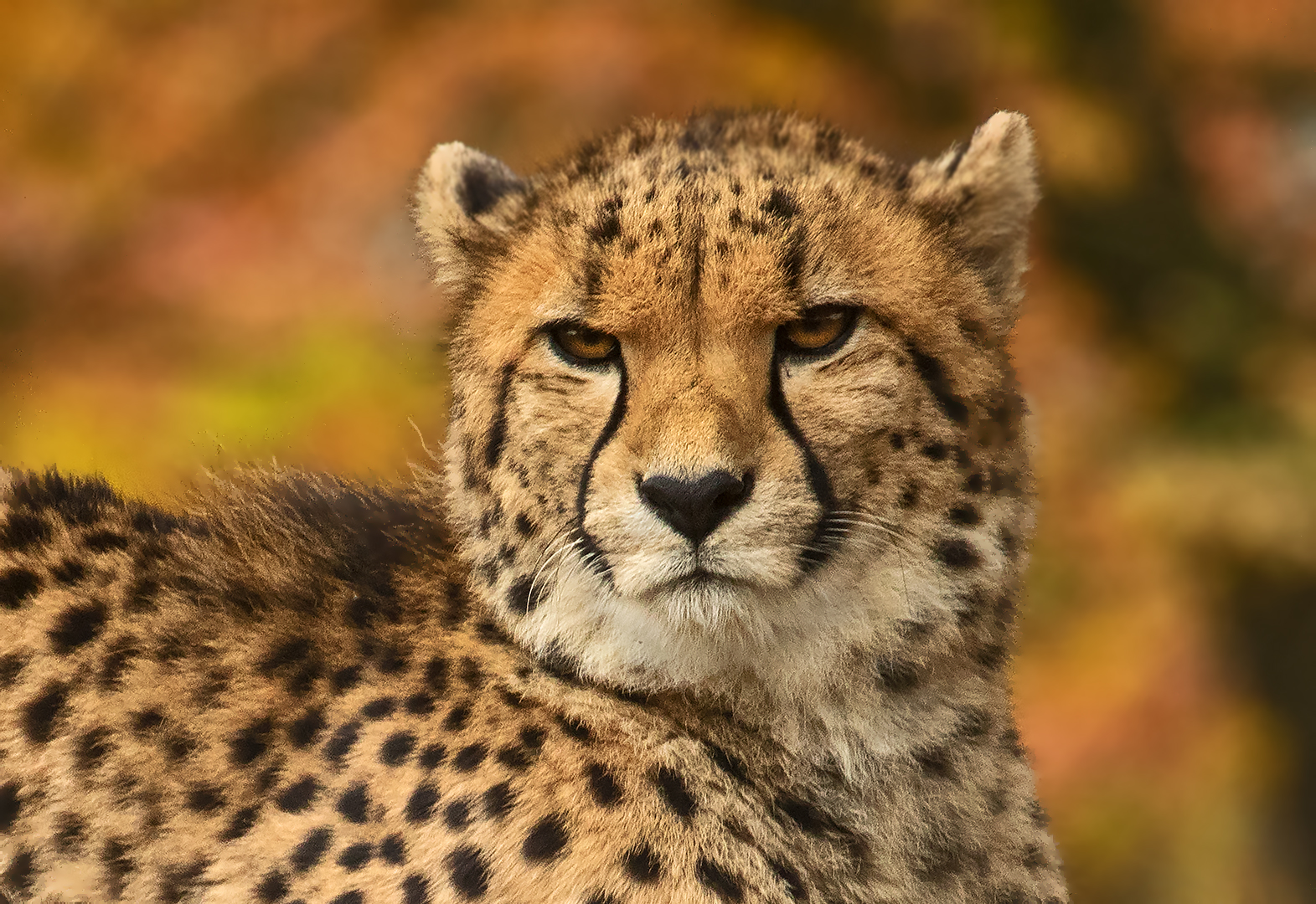 Gepard -Portrait 002