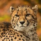 Gepard -Portrait 002