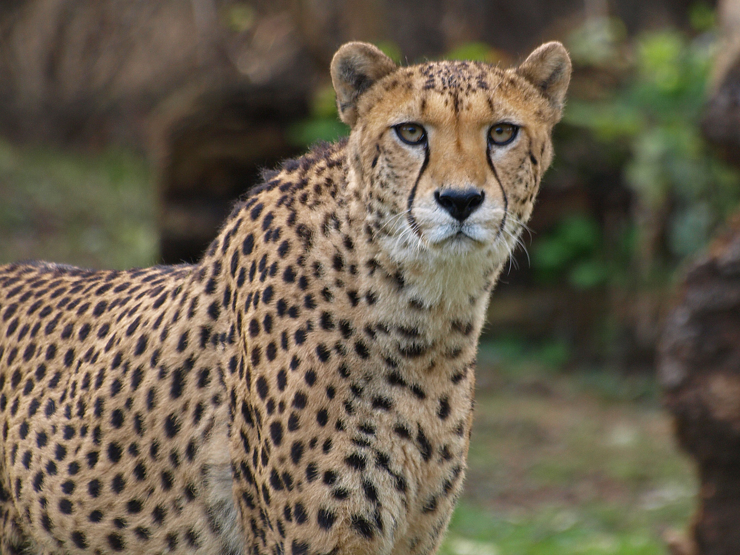 Gepard – Portrait 2