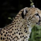 Gepard Portrait