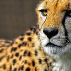 Gepard Portrait