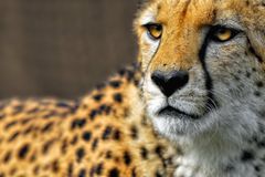 Gepard Portrait