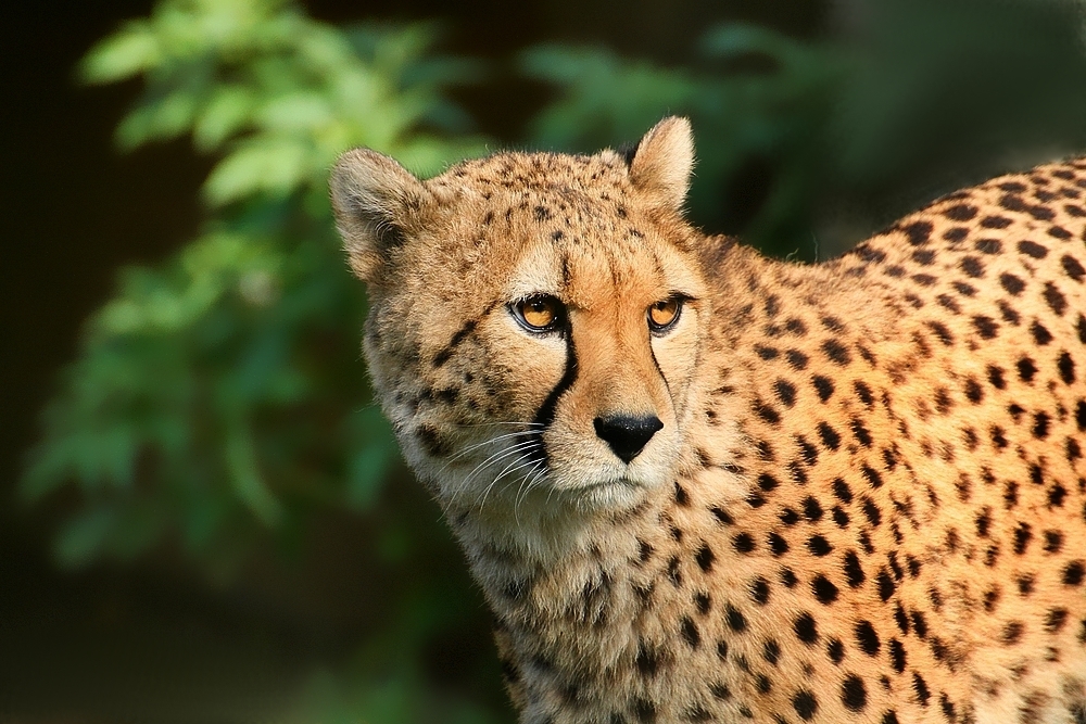 Gepard Portrait