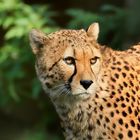 Gepard Portrait