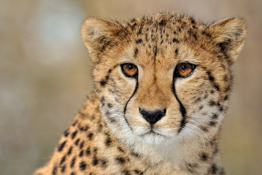 Gepard Portrait Foto & Bild | tiere, zoo, wildpark & falknerei ...