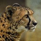 Gepard Portrait