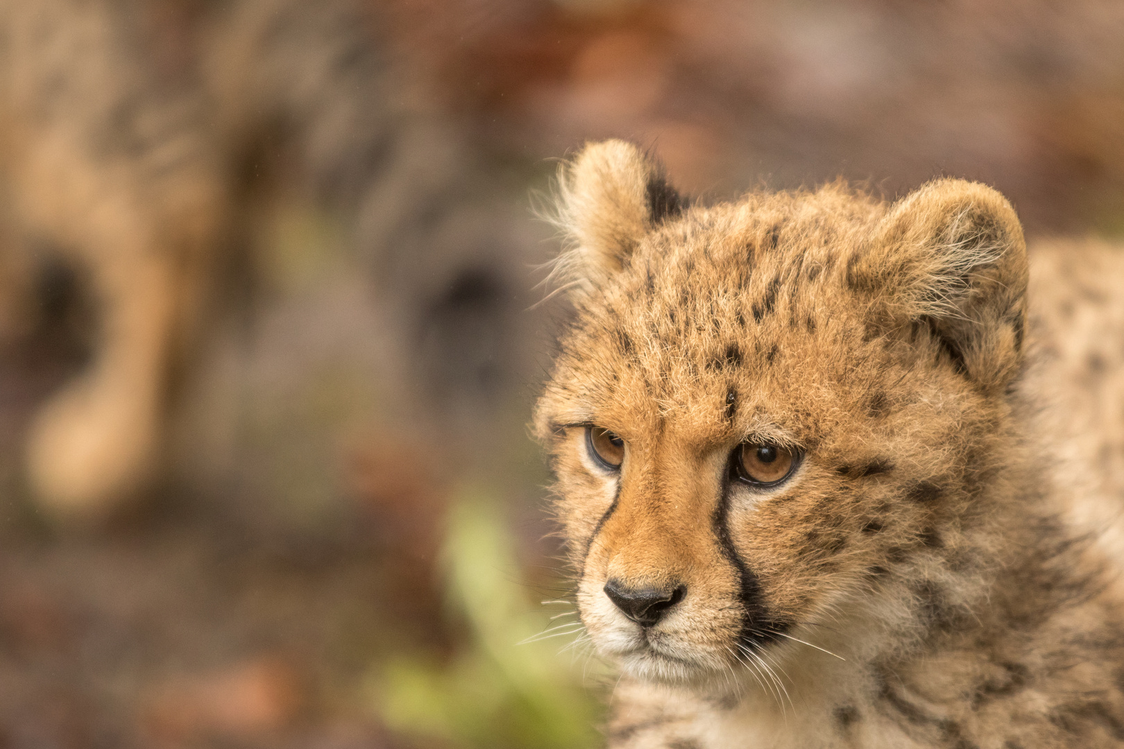 Gepard Portrait