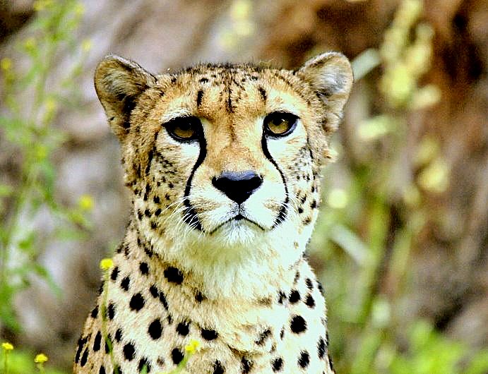 Gepard Portrait