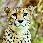 Gepard Portrait