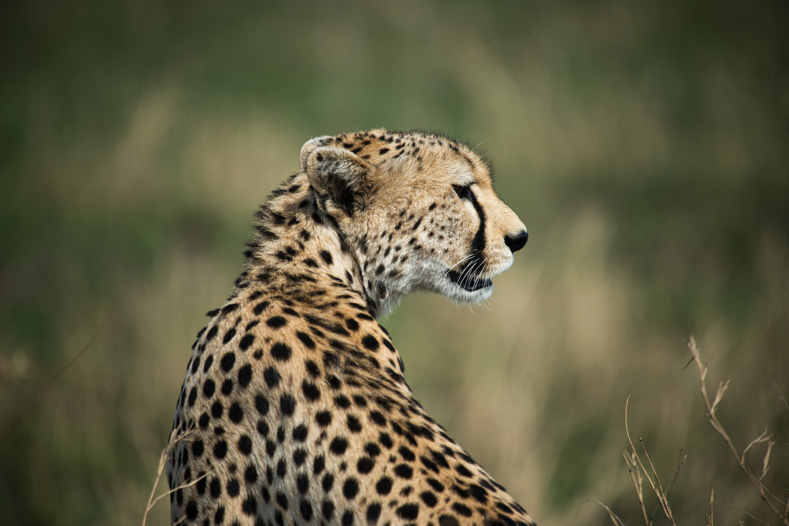 Gepard Portrait