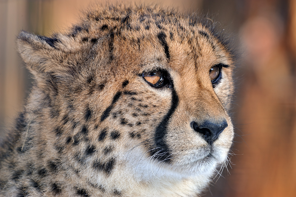 Gepard Portrait