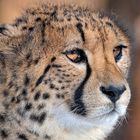 Gepard Portrait